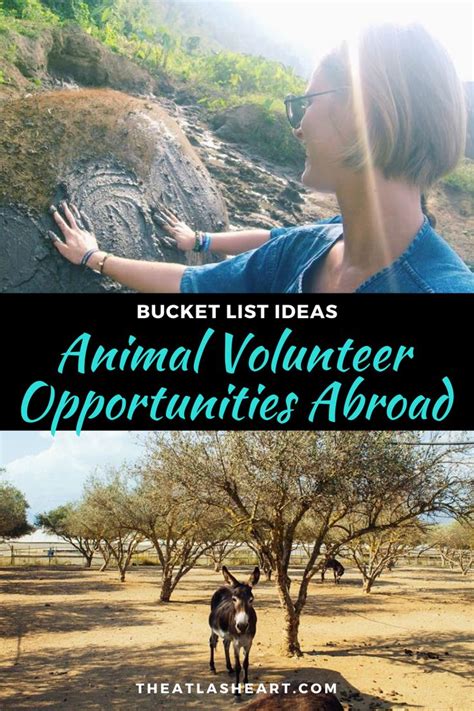 free volunteer abroad programs animals.